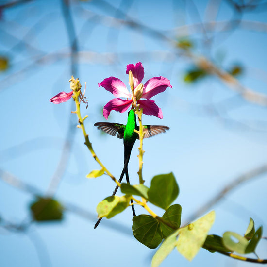 Image of a hummingbird and flower in Jamaica